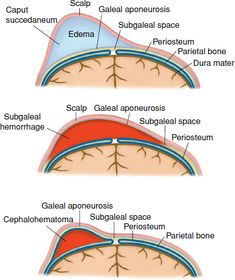 an image of the structure of the human eye and how it is used to describe