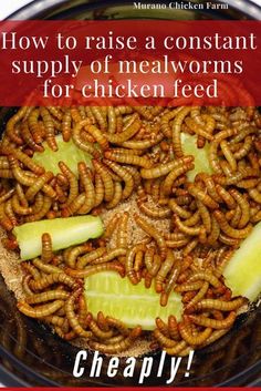 the words, how to raise a constant supply of meal worms for chicken feed are shown