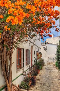 orange flowers are growing on the side of a building