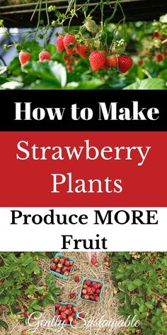 how to make strawberry plants produce more fruit