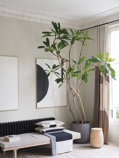 a living room filled with furniture and a large potted plant in the middle of the room