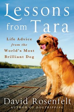 a dog sitting on top of a wooden dock next to the ocean with text reading lessons from tara