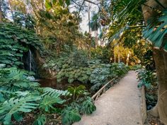 a walkway in the middle of a tropical forest