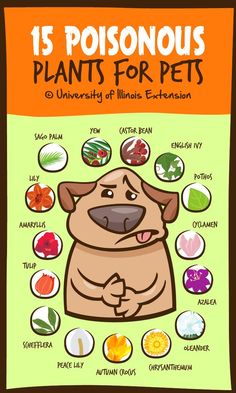 a poster with the words 15 poisonous plants for pets and an image of a dog