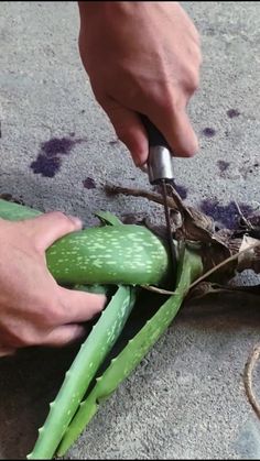 a person cutting up a cucumber on the ground