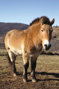 a brown horse standing on top of a dry grass field