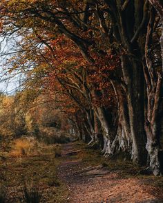 a dirt road surrounded by trees with leaves on the ground