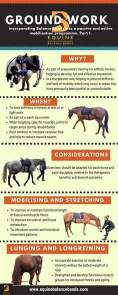 an info sheet describing the different types of horses and how they are used to ride them