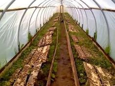 the inside of a large greenhouse with plants growing in it's rows and dirt on the ground