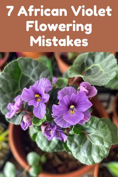 purple flowers with green leaves and text that reads 7 african violet flowering mistakes