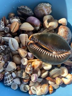 a blue bowl filled with lots of different types of seashells and clams