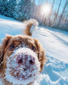 a dog in the snow looking up at the camera