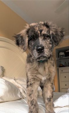 a small dog standing on top of a bed