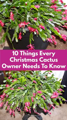 the top 10 things every christmas cactus owner needs to know