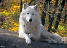 a white wolf sitting on top of a rock in front of some trees and yellow leaves