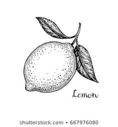 an orange with leaves and the word lemon written in black ink on a white background