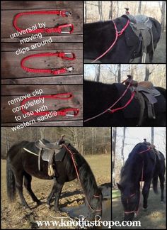 several pictures of horses with harnesses and halters