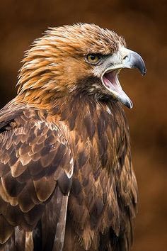 an eagle with its mouth open and it's beak wide open, standing in front of a brown background