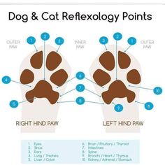 a diagram showing the different reflex points for dogs