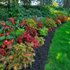 a garden filled with lots of different types of flowers