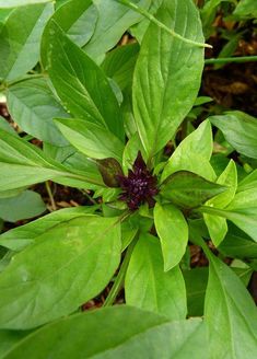 a close up of a plant with green leaves and purple flower in the center,