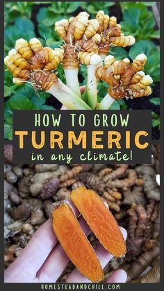 how to grow turmric in any climate with pictures and text overlays