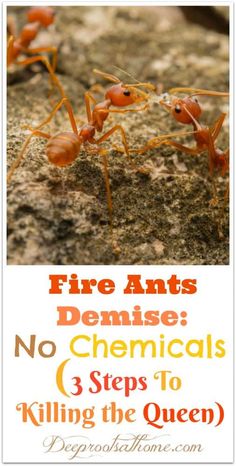 fire ants with text that reads fire ants denise no chemicals 3 steps to killing the queen