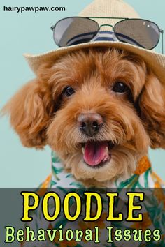 a dog wearing a hat and sunglasses with the words poodle behavior issues written below