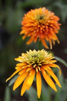 two orange and yellow flowers with green leaves