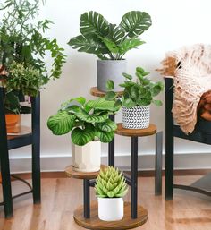 three potted plants sitting on top of wooden stands