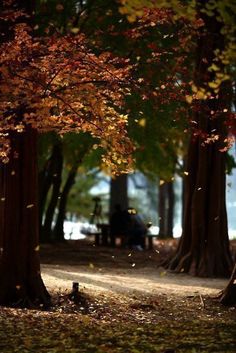 trees in the park with leaves falling from them and one person sitting on a bench