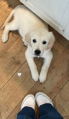 a white dog laying on top of a wooden floor next to someone's feet