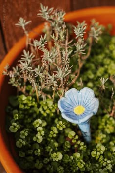 a blue flower sitting in a pot filled with green plants