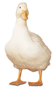 a white duck with orange feet standing in front of a white background