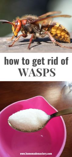 how to get rid of wasps in the kitchen and on the table with it's spoon