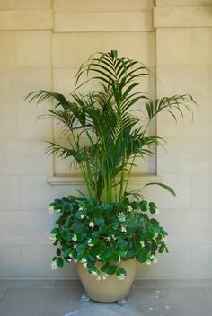 a potted plant sitting on top of a tiled floor next to a white wall