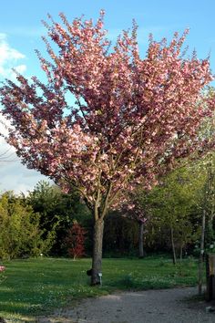 a pink tree in the middle of a park