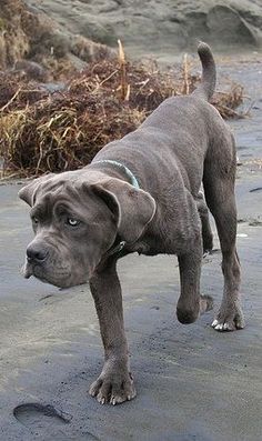 a dog standing on top of a wet ground with the words best guard dog breeds