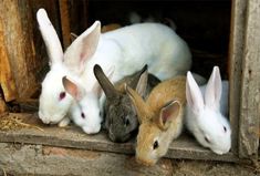 several rabbits are sitting in a window sill with their heads close to the ground