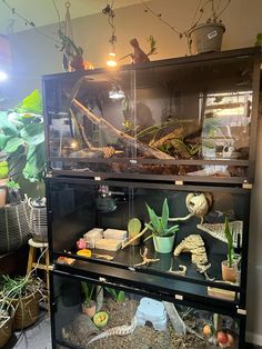 a display case filled with lots of different types of plants and other things in it