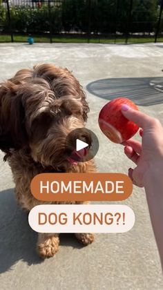 a dog is eating an apple with its owner's hand in the foreground