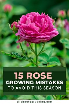 pink flowers with green leaves and the words 15 rose growing mistakes to avoid this season