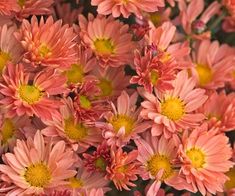 an arrangement of pink and yellow flowers