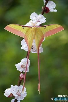 a large yellow and pink moth sitting on top of a white flower covered tree branch