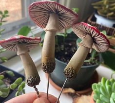 three mushrooms are being held up to look like they have been placed on top of each other