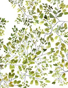 an image of green leaves on a white background that looks like something out of the woods