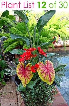 a potted plant with red and yellow flowers on the ground next to a pool