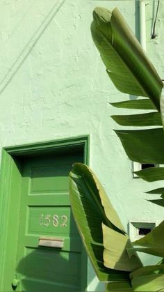 a green door is in front of a white building with a large banana tree next to it