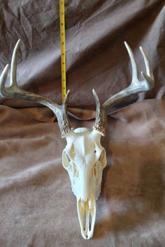 a deer's skull with antlers is shown on a brown sheet and measuring tape