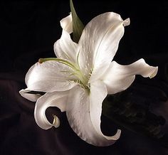 a white flower is sitting on a black surface with its petals still attached to it